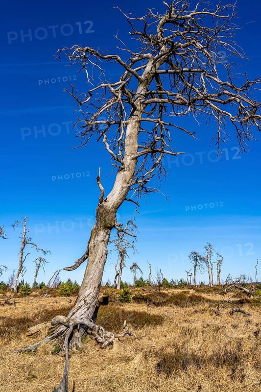 Noir Flohay ghost forest, remnants of a forest fire from 2011 in the High Fens, high moor, in the Eifel and Ardennes region, High Fens-Eifel nature park Park, north-east of Baraque Michel, Belgium, Wallonia, Europe