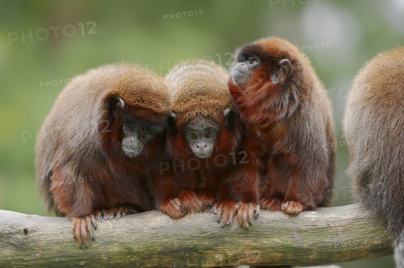 Red jumping monkey or red titi (Plecturocebus cupreus, Callicebus cupreus), captive, occurring in Brazil and Peru