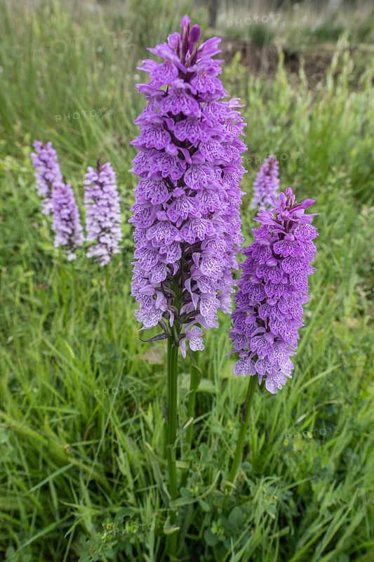 Southern marsh orchid (Dactylorhiza praetermissa), Emsland, Lower Saxony, Germany, Europe