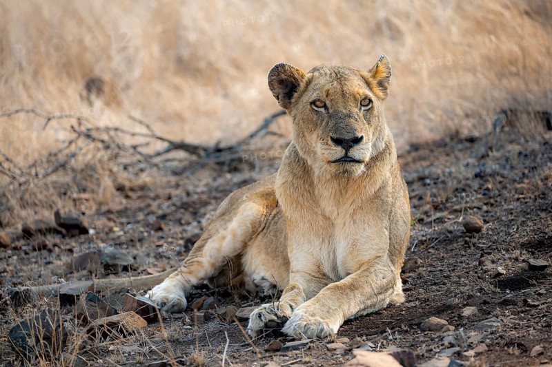 Lion (Panthera leo), adult female, lying down, African savannah, Kruger National Park, South Africa, Africa