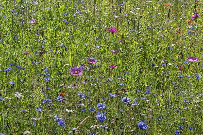 Flower meadow with cornflowers (Centaurea cyanea) and cosmos (Cosmos), Emsland, Lower Saxony, Germany, Europe