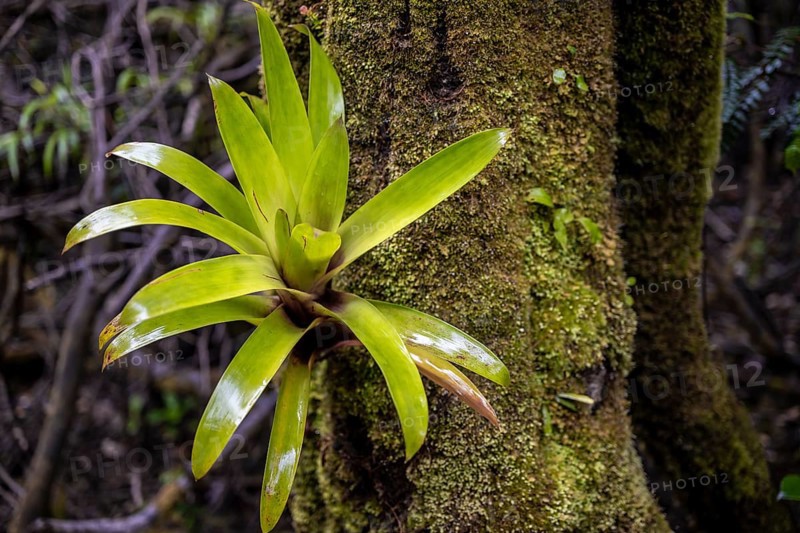 Bromeliad (Bromeliaceae) growing on a tree trunk in the rainforest, Poás National Park, central highlands, Alajuela province, Costa Rica, Central America