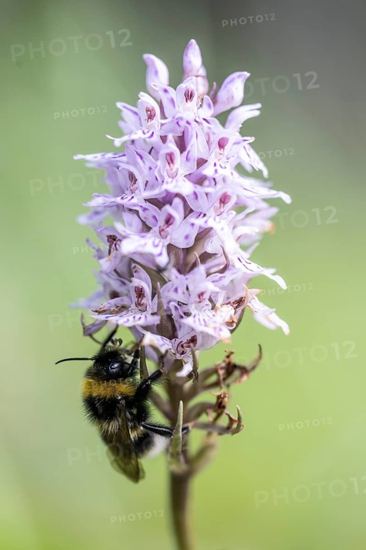 Moorland spotted orchid (Dactylorhiza maculata) with Large earth bumblebee (Bombus terrestris), Mecklenburg-Western Pomerania, Germany, Europe