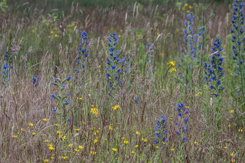 Adder's tongue (Echium vulgare), Emsland, Lower Saxony, Germany, Europe