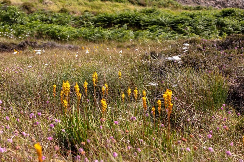 Yellow flowers and grasses in a lush heath with purple flowers and green vegetation, Common cottongrass (Eriophorum angustifolium)