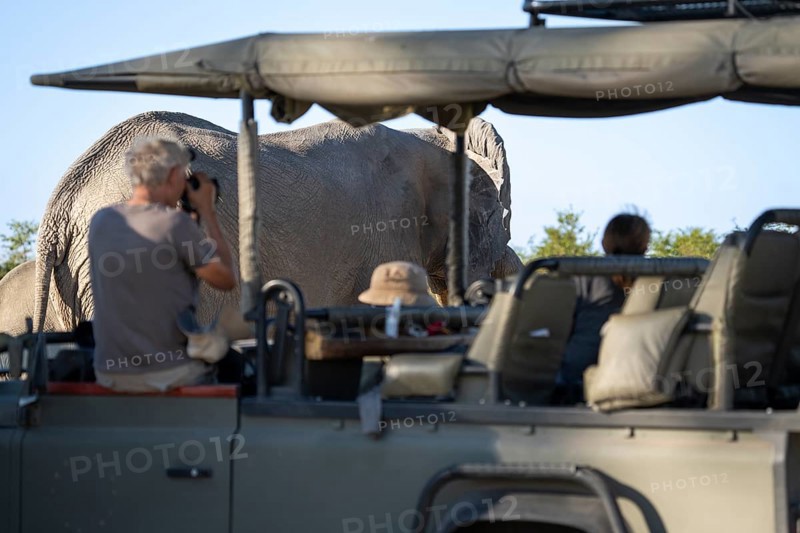 Tourists observing and taking photographs, pictures of an African elephant (Loxodonta africana) while sitting in a safari vehicle. Chobe National Park, Botswana, Africa