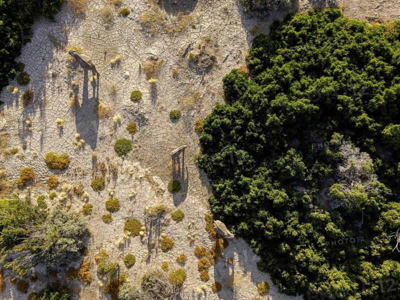 Desert elephants (Loxodonta africana) in the Hoanib dry river, aerial view, Kaokoveld, Kunene region, Namibia, Africa
