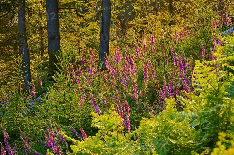 Forest in low mountain landscape in summer at sunset, green plants, ferns and Common foxglove (Digitalis), summer, Hesselbach, Oberzent, Odenwald, Hesse, Germany, Europe