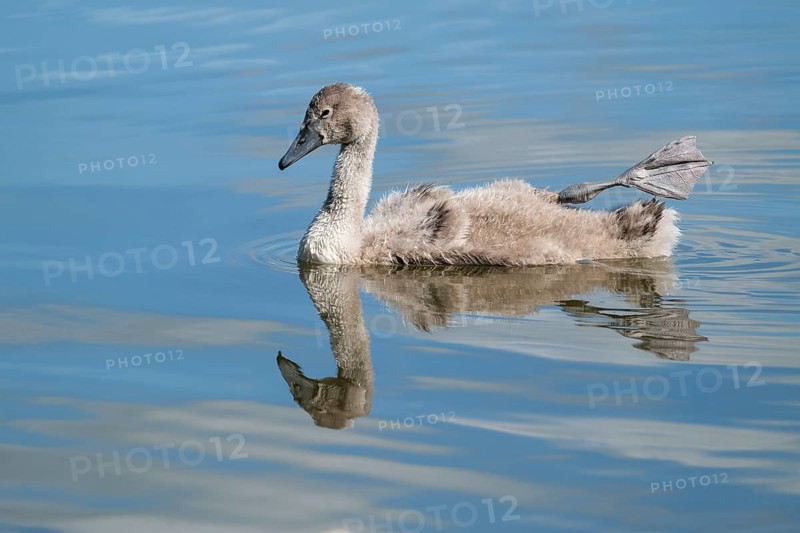 Mute swan (Cygnus olor), young bird swimming on a pond with one leg and foot in resting position, Thuringia, Germany, Europe