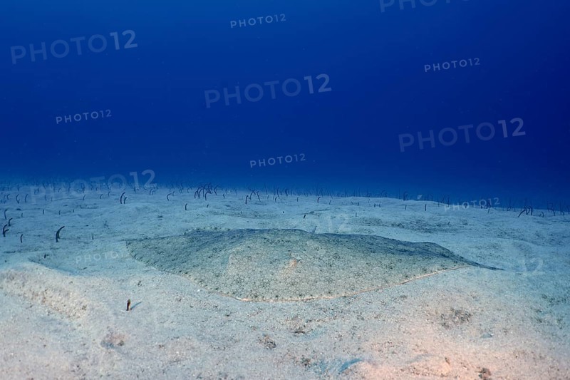 Butterfly ray (Gymnura altavela) camouflaged on the underwater sand under clear blue water. Dive site Cueva de las Morenas, Palm Mar, Tenerife, Canary Islands, Spain, Europe