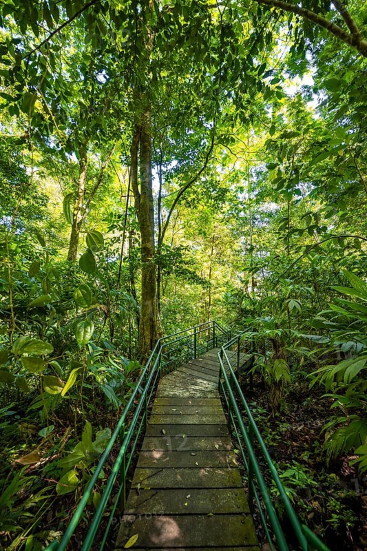 Path in the rainforest, dense vegetation, Tortuguero National Park, Costa Rica, Central America