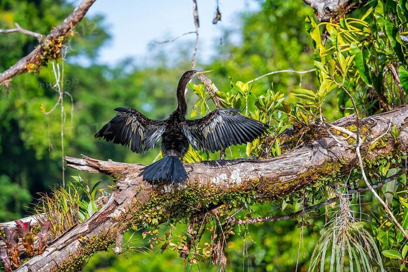 Anhinga (Anhinga anhinga) drying its wings, Tortuguero National Park, Costa Rica, Central America