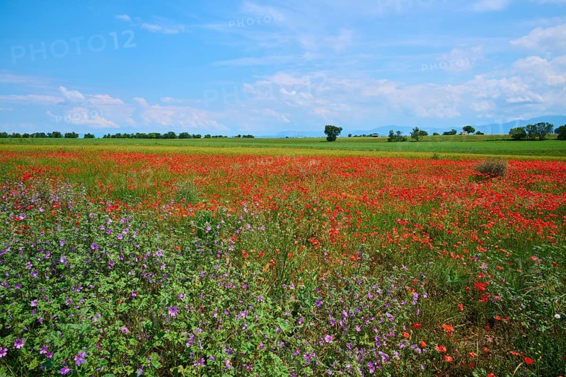 Flower meadow with poppies (Papaver), and sage (Salvia), in the background trees and a slightly overcast sky, summer, Valensole, Alpes-de-Haute-Provence, Provence-Alpes-Cote d'Azur, France, Europe