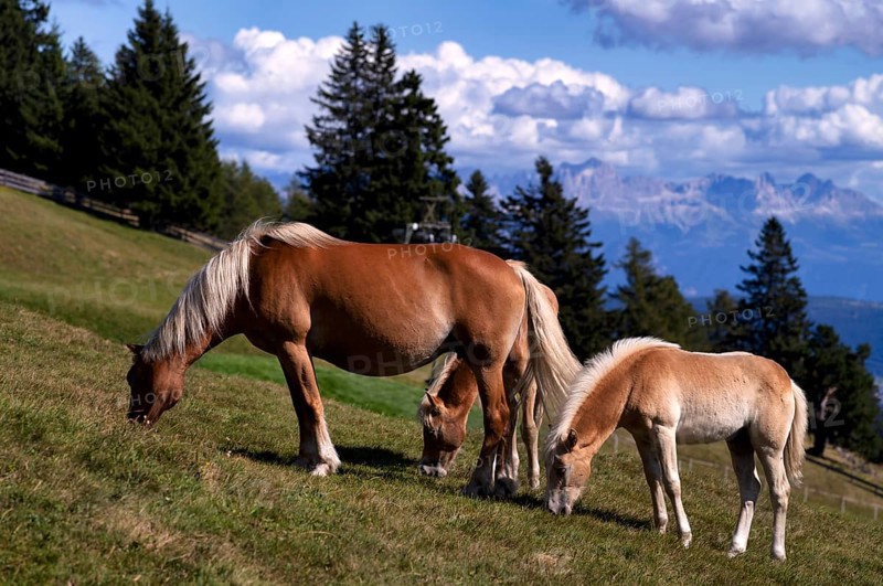 Haflinger horses with foal (Equus ferus caballus) on the pasture, mountain meadow, behind mountain range of the rose garden, Dolomites, Vigiljoch near Lana, South Tyrol, Autonomous Province of Bolzano, Italy, Europe