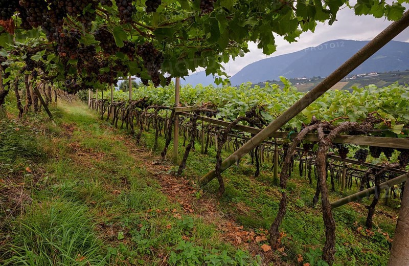 Ripe grapes, grapes, red, hanging on vines, cultivation method pergola training, viticulture, agriculture, agribusiness, Schenna, Scena, South Tyrol, Autonomous Province of Bolzano, Italy, Europe