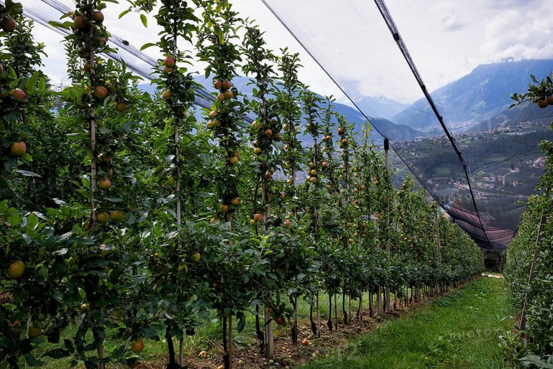 Apple variety Red Delicious, apple orchard, fruit orchard, agriculture, agribusiness, Schenna, Scena, South Tyrol, Autonomous Province of Bolzano, Italy, Europe