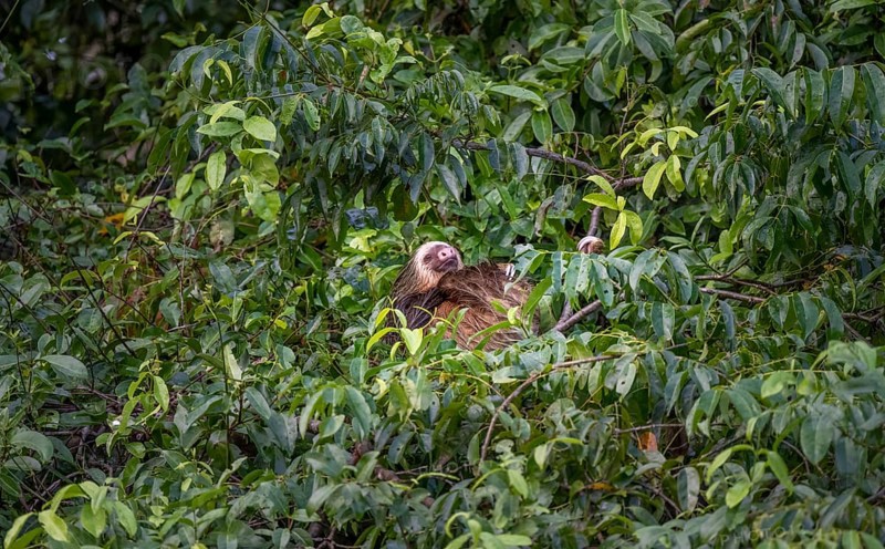 Brown-throated sloth (Bradypus variegatus) sleeping in a tree, Tortuguero National Park, Costa Rica, Central America