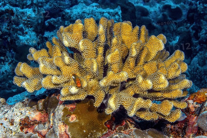 Small colony of pore coral (Pocillopora eydouxi) small coral block stony coral hard coral reef-building coral in intact coral reef, Pacific Ocean, Yap Island, Yap State, Caroline Islands, Federated States of Micronesia FSM, Australia, Oceania