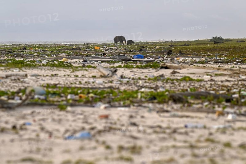 African forest elephants (Loxodonta cyclotis) rummaging through washed-up plastic waste on the beach, Loango National Park, Parc National de Loango, Ogooué-Maritime Province, Gabon, Africa