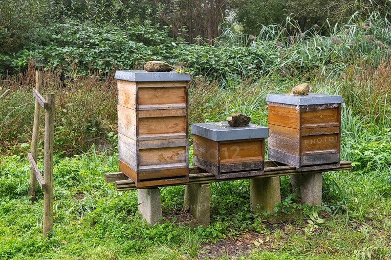 Three wooden beehives stand on an elevation in a green, overgrown landscape, biotope, Baden-Württemberg, Germany, Europe