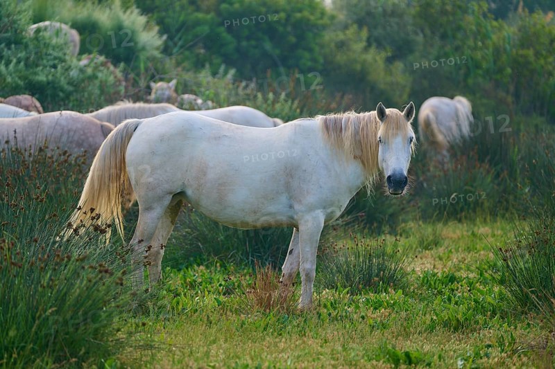 A white Camargue horse stands on a green meadow surrounded by plants and other horses, Camargue, France, Europe