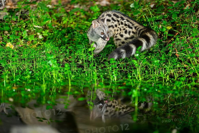 Young Common genet (Genetta genetta) at the shore of a lake, wildlife in a forest, Montseny National Park, Catalonia, Spain, Europe