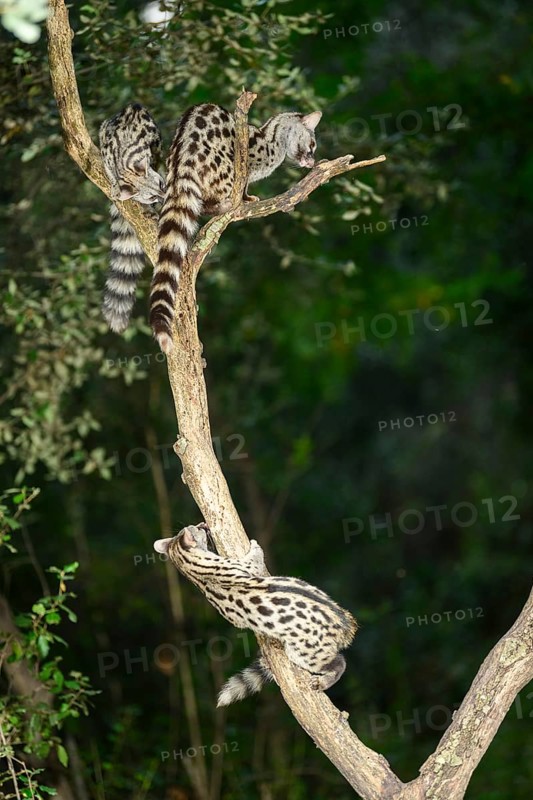 Three Common genets (Genetta genetta), climbing on a tree wildlife in a forest, Montseny National Park, Catalonia, Spain, Europe