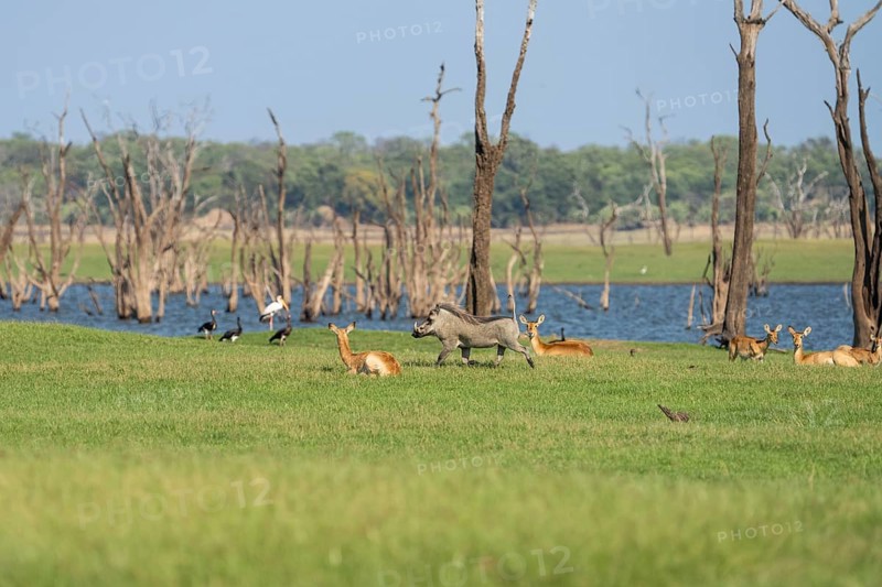 A warthog, Phacochoerus africanus, is running from the right to the left passing resting Puku antelopes and dead trees of the Kafue Lake, Kafue National Park, Zambia, Africa