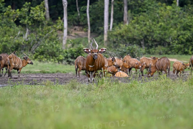 Bongo antelopes (Tragelaphus eurycerus) in the Dzanga Bai forest clearing, Dzanga-Ndoki National Park, Unesco World Heritage Site, Dzanga-Sangha Complex of Protected Areas (DSPAC), Sangha-Mbaéré Prefecture, Central African Republic, Africa