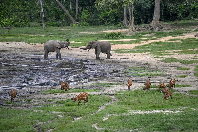Forest elephants (Loxodonta cyclotis) and bongo antelopes (Tragelaphus eurycerus) in the Dzanga Bai forest clearing, Dzanga-Ndoki National Park, Unesco World Heritage Site, Dzanga-Sangha Complex of Protected Areas (DSPAC), Sangha-Mbaéré Prefecture, Central African Republic, Africa