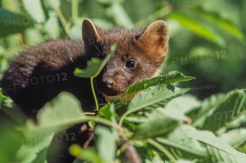 Pine marten (Martes martes) sitting in a cherry tree looking for cherries in spring. Bas Rhin, Alsace, France, Europe