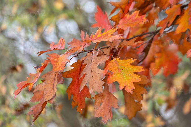 Autumn leaves of the red oak (Quercus rubrum), Emsland, Lower Saxony, Germany, Europe