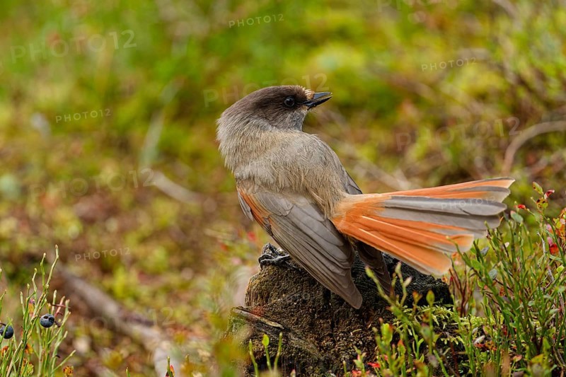 Unlucky jay (Perisoreus infaustus), among blueberries, back view, tail feathers spread out, autumn mood, Northern Finland, Finland, Europe