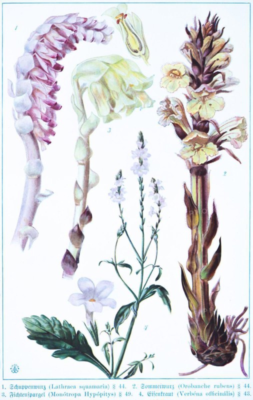 Botany, Lathraca squamaria, Orobanche rubens, Monótropa hypópitys, Verbéna officális, historical illustration 1900