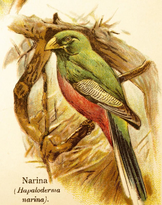 Narina or narina trogon (Apaloderma narina) branches, green, red, historical illustration, World of Birds 1890