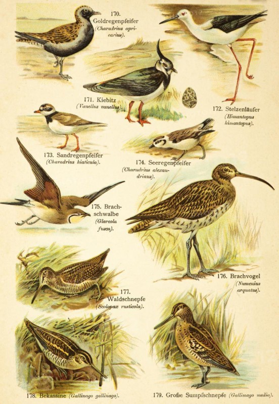 European golden plover (Pluvialis apricaria), northern lapwing (Vanellus vanellus), black-winged Black-winged Stilt (Himantopus himantopus), kentish plover (Charadrius alexandrinus), little ringed plover (Charadrius hiaticula), Curlew (Glareola fusca) or (Glareolinae), Curlew (Numenius arquatus), Woodcock (Scolopax rusticola), Snipe (Gallinago gallinago), Great Snipe (Gallinago media) Birds of the world, historical illustration 1890