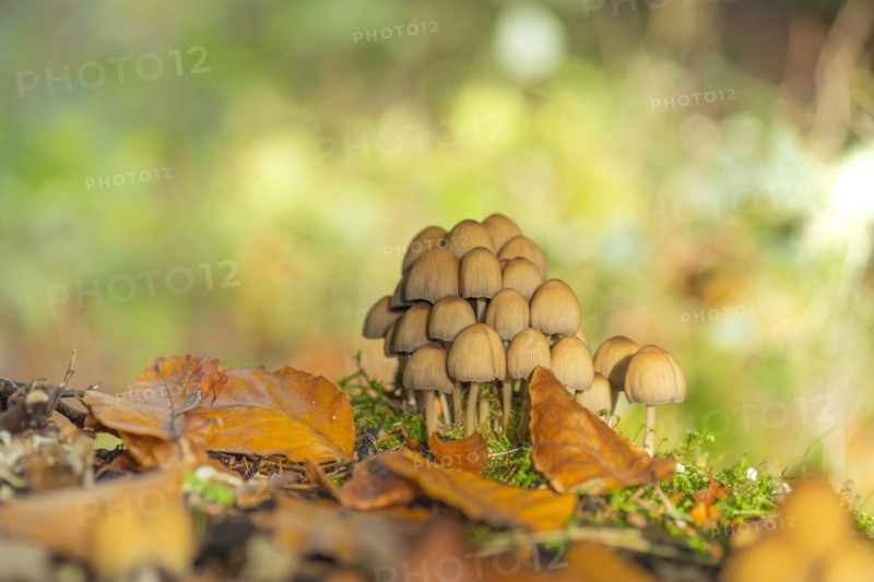 Common mica tintling (Coprinellus micaceus), close-up, nature photograph, Schneeren, Neustadt am Rübenberge