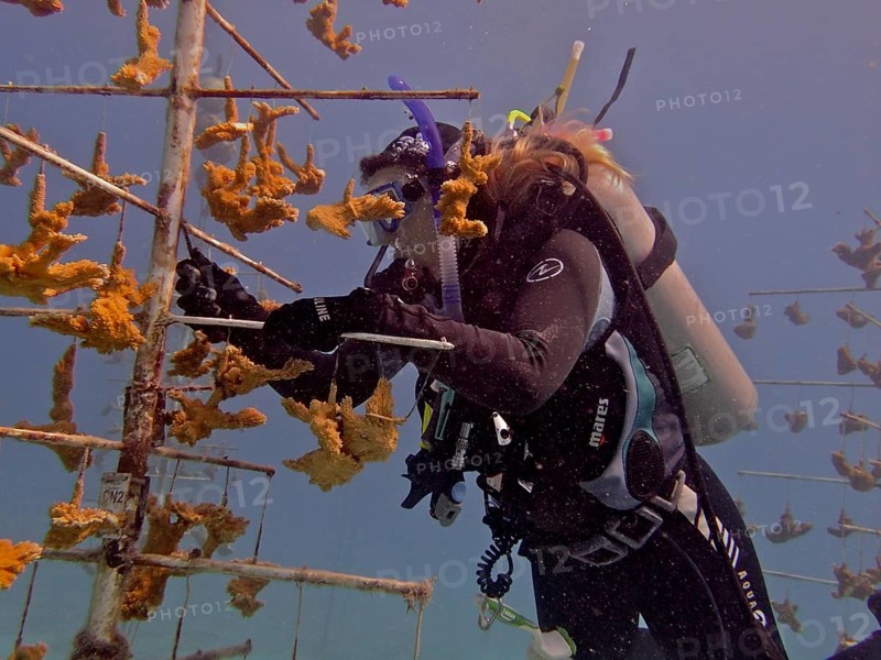 Coral farming. Diver cleans the frame on which young specimens of Elkhorn coral (Acropora palmata) grow until they can be released onto the reef. The aim is to breed corals that can withstand the higher water temperatures. Dive site Nursery, Tavernier, Florida Keys, Florida, USA, North America
