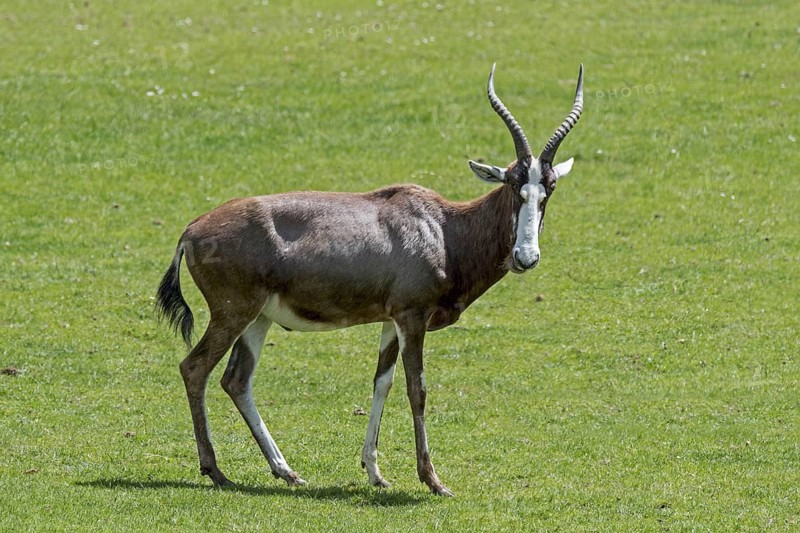 Blesbok, blesbuck (Damaliscus pygargus phillipsi, Damaliscus dorcas phillipsi) antelope endemic to South Africa