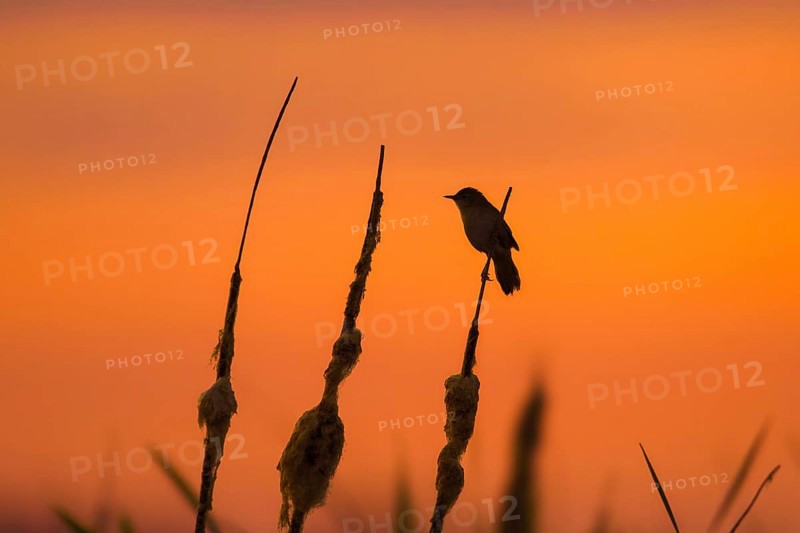 Savi's warbler (Locustella luscinioides) male perched on bulrush spike in wetland in spring, silhouetted against orange sunset sky