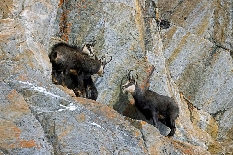 Rutting Alpine chamois (Rupicapra rupicapra) male, buck chasing female and juvenile in rock face during the rut in winter in the European Alps