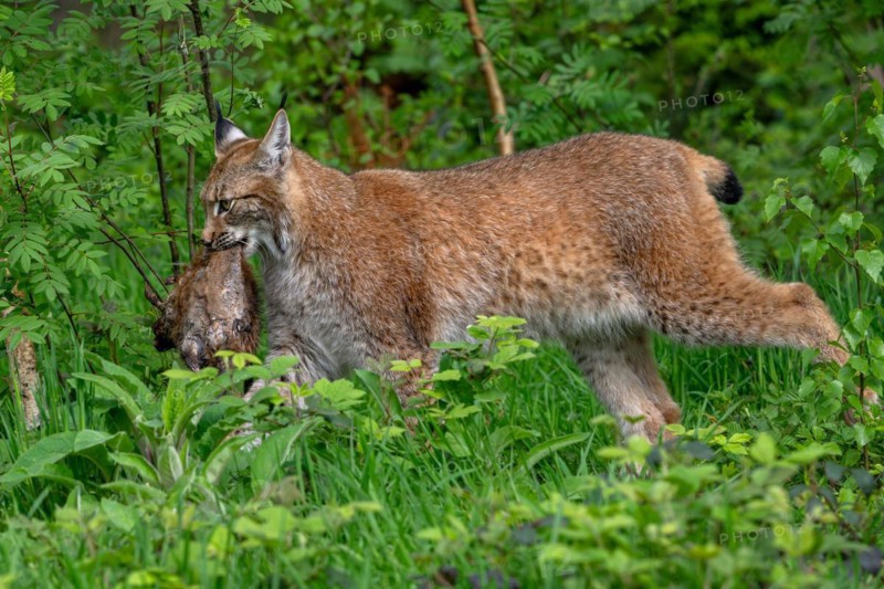 Hunting Eurasian lynx (Lynx lynx) walking with killed muskrat (Ondatra zibethicus) prey in its mouth in forest. Captive