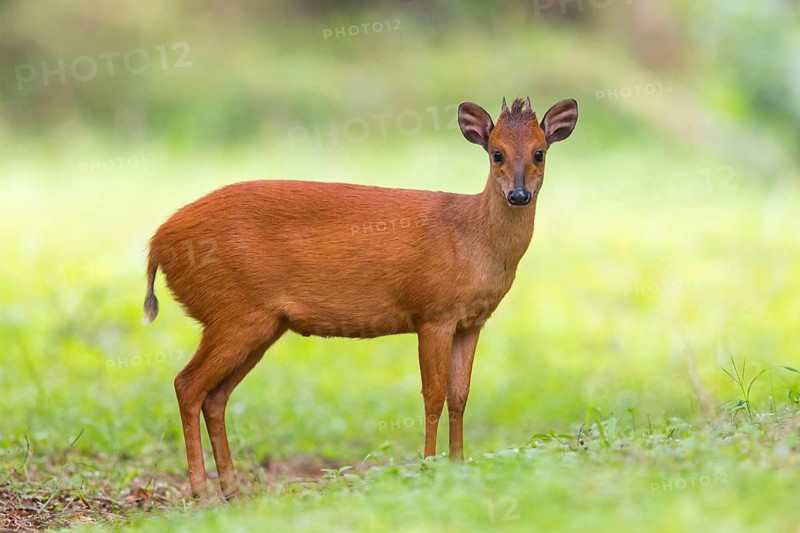 Red forest duiker (Cephalophus natalensis) antelope, iSimangaliso Wetland Park, St. Lucia, KwaZulu-Natal, South Africa, Africa