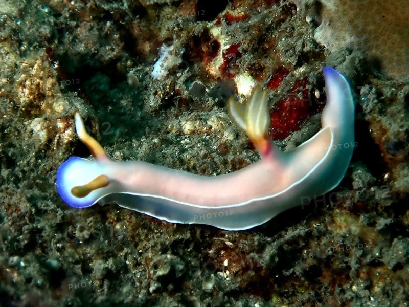 Pink nudibranch with blue round tips, Bullock's starfish (Hypselodoris bullockii) . Dive site Prapat, Penyapangan, Bali, Indonesia, Asia