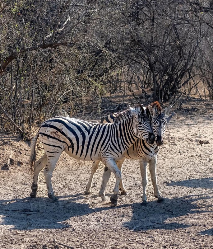 Plains zebra (Equus quagga), two zebras cuddling, Khama Rhino Sanctuary, Serowe, Botswana, Africa
