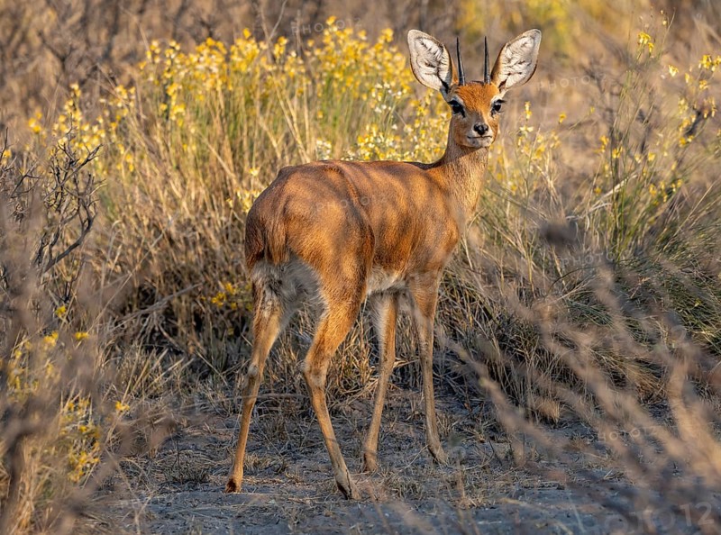 Steenbok (Raphicerus campestris), male in the evening light, Khama Rhino Sanctuary, Serowe, Botswana, Africa