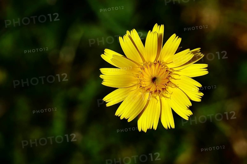 Mouse-ear hawkweed, also known as Lesser mouse-eared hawkweed or long-haired hawkweed (Hieracium pilosella), medicinal plant used medicinally as a diuretic, it also has a mild psychoactive effect that has been compared to that of cannabis, Wilnsdorf, North Rhine-Westphalia, Germany, Europe