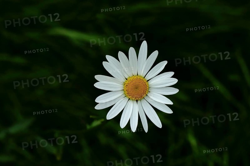 Meadow daisy (Leucanthemum vulgare), also known as meadow daisy, flowering in a meadow, Wilnsdorf, North Rhine-Westphalia, Germany, Europe
