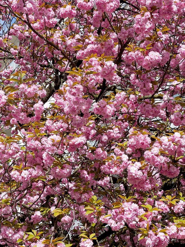 Japanese Cherry, Oriental Cherry, East Asian Cherry, Japanese Cherry, Japanese Blossom Cherry (Prunus serrulata)