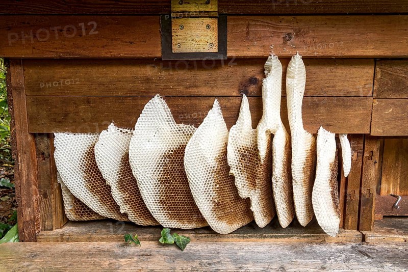 Honeycomb abandoned by colony, honeycomb, wild natural burrow on outside of hive, light-coloured beeswax, dark-coloured cells for brood, rearing and pollen storage, Western European honeybee (Apis mellifera), Nidda, Wetterau, Hesse, Germany, Europe